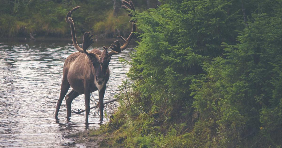 MLflow 3 in Python: Experiment Tracking, Model Registry, and AutoLog (2026 Guide)